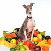 Shellac - Excellent Italian Greyhound